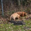 s - wurf  08. woche  33
